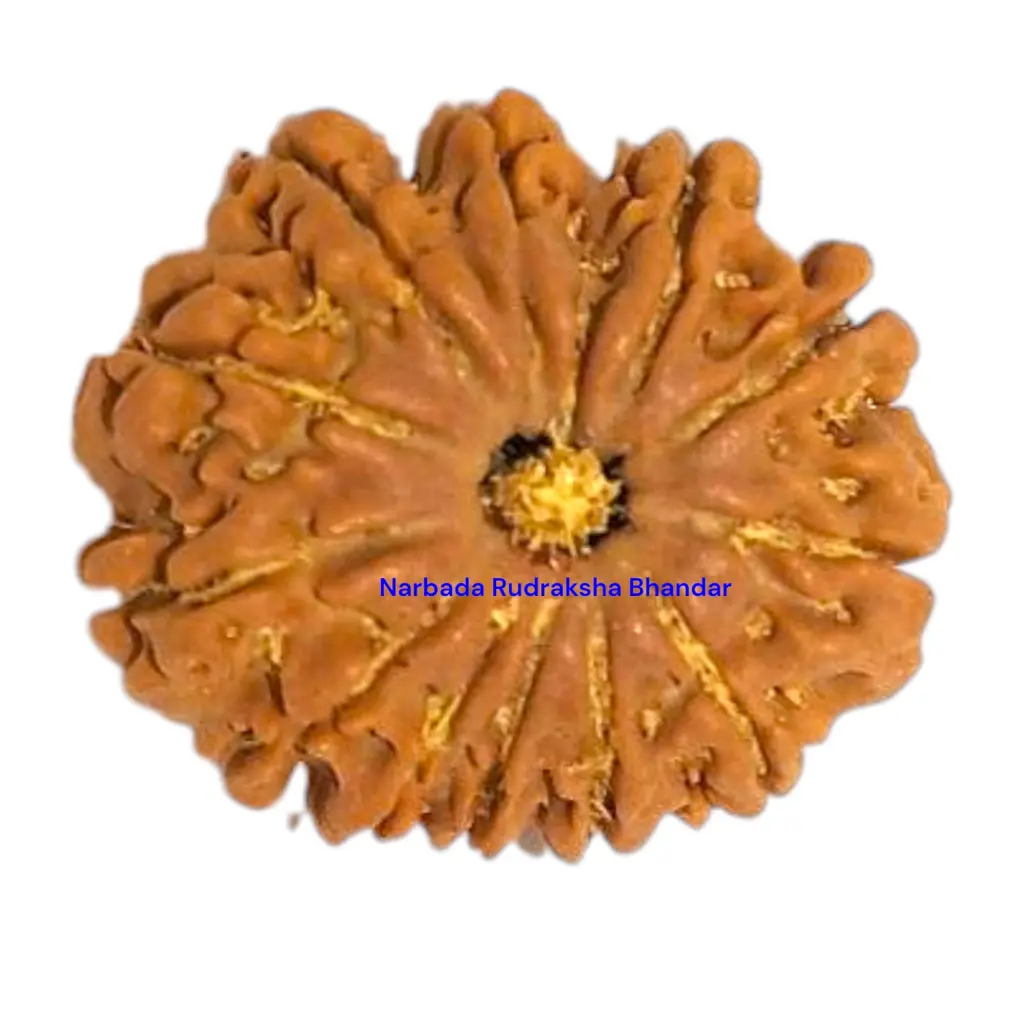 10 Mukhi Rudraksha.webp