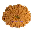 10 Mukhi Rudraksha.webp