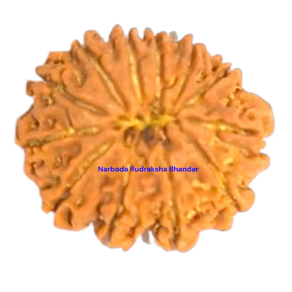 10 Mukhi Rudraksha.webp