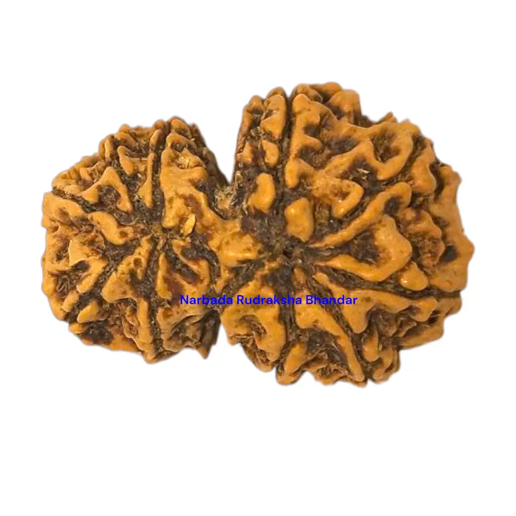 11 Mukhi Rudraksha.webp