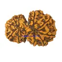11 Mukhi Rudraksha.webp