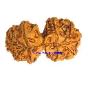 11 Mukhi Rudraksha.webp