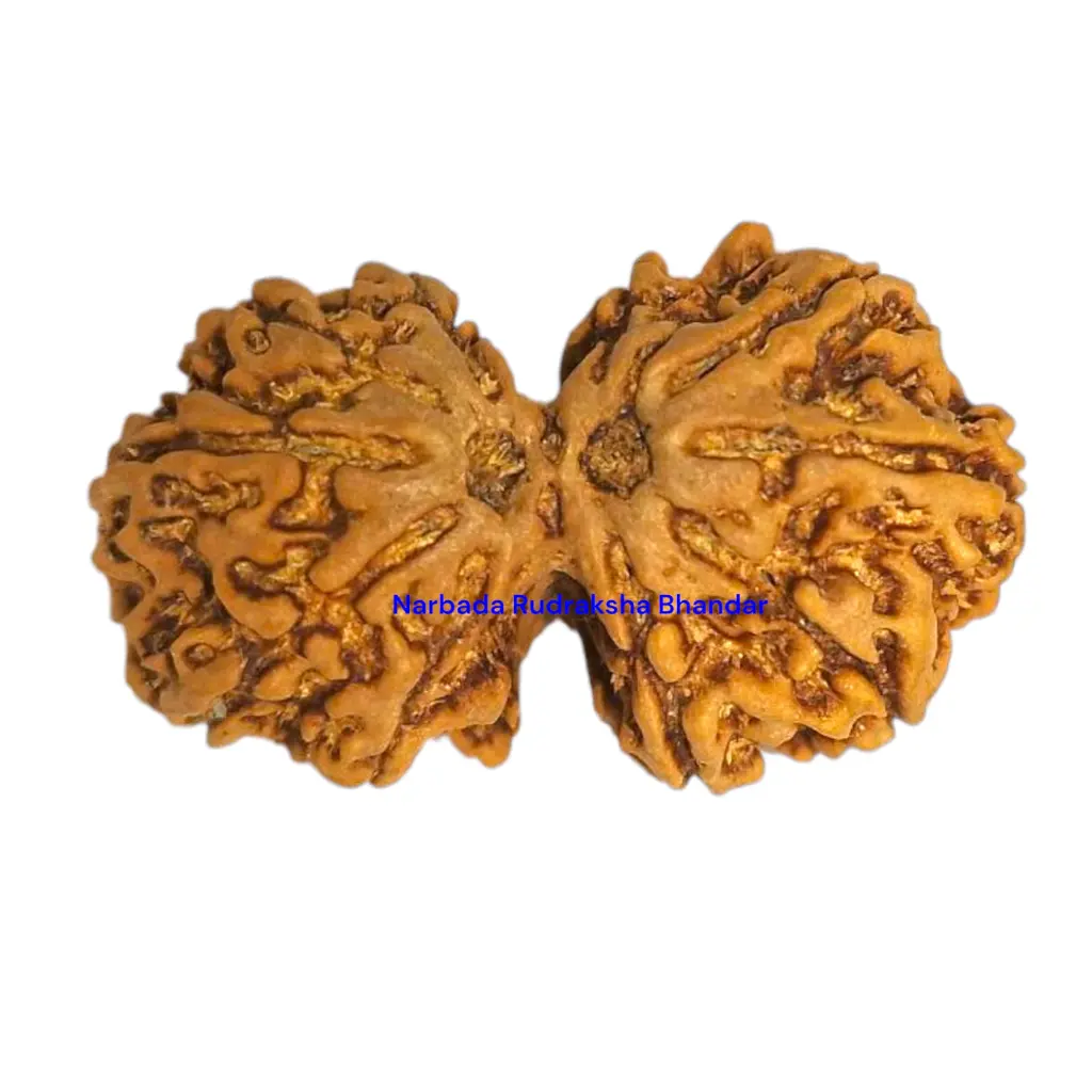 11 Mukhi Rudraksha.webp