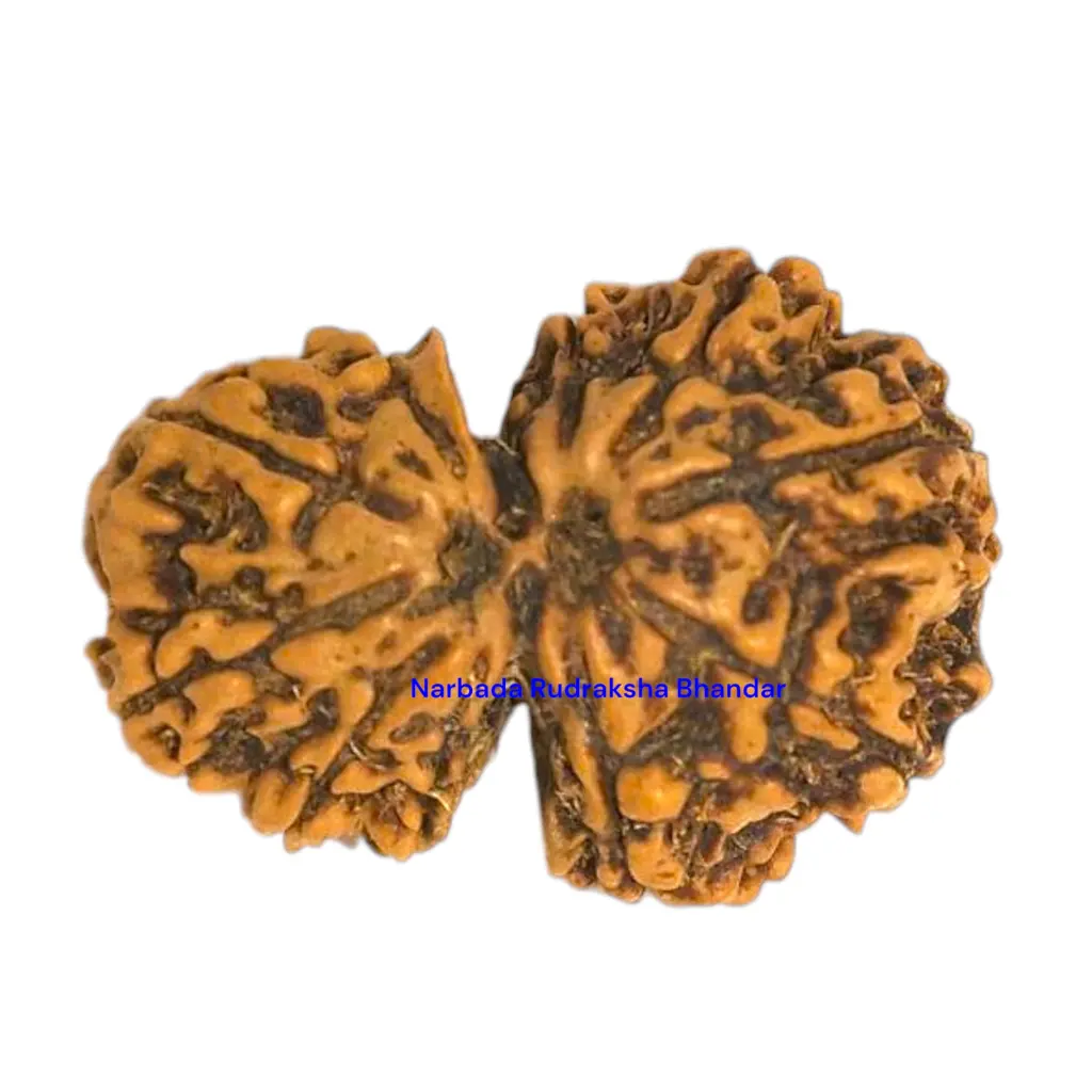 11 Mukhi Rudraksha.webp
