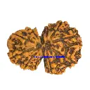 11 Mukhi Rudraksha.webp