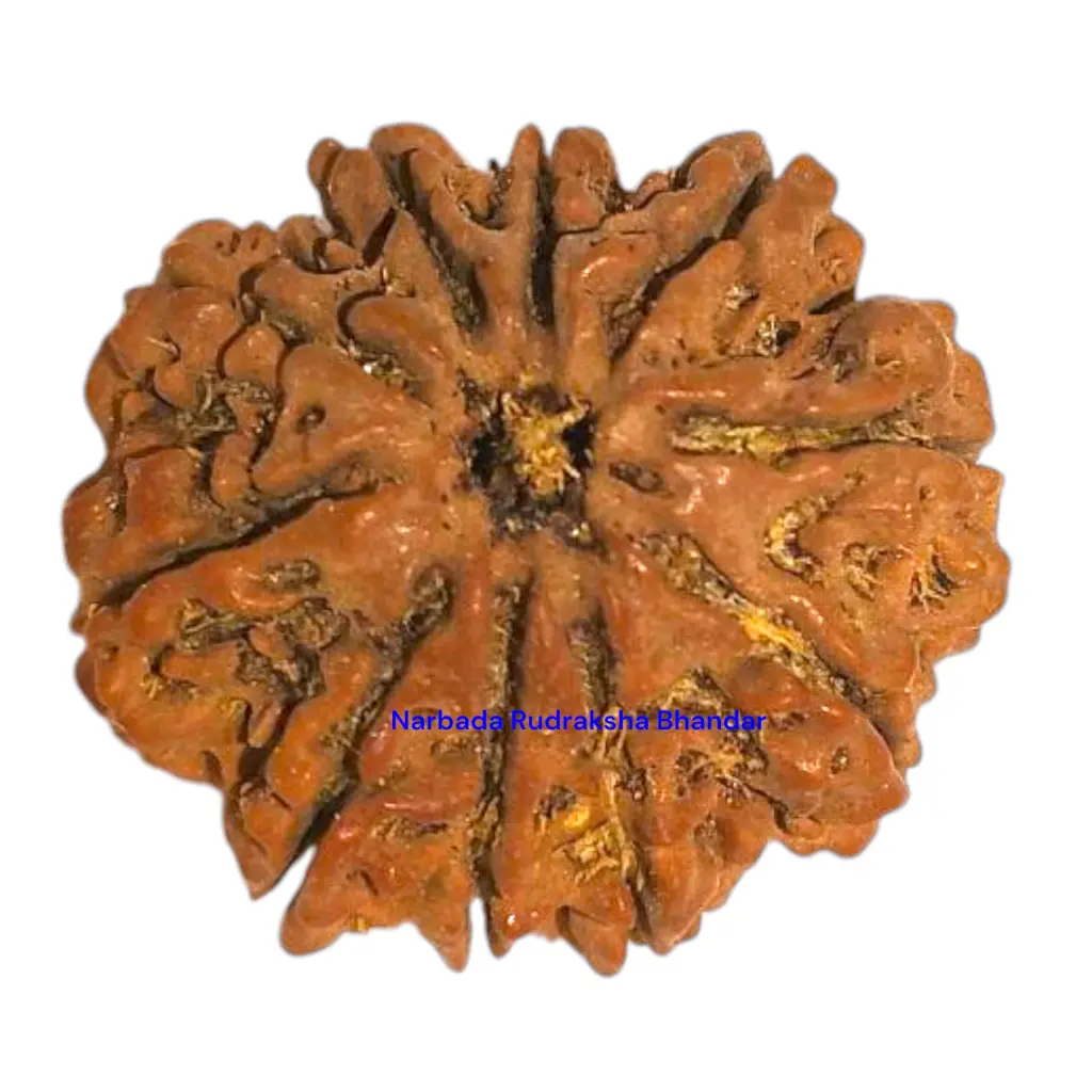 13 Mukhi Rudraksha.webp