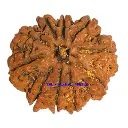 13 Mukhi Rudraksha.webp