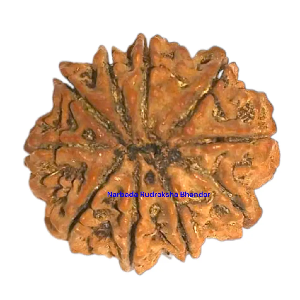 13 Mukhi Rudraksha.webp