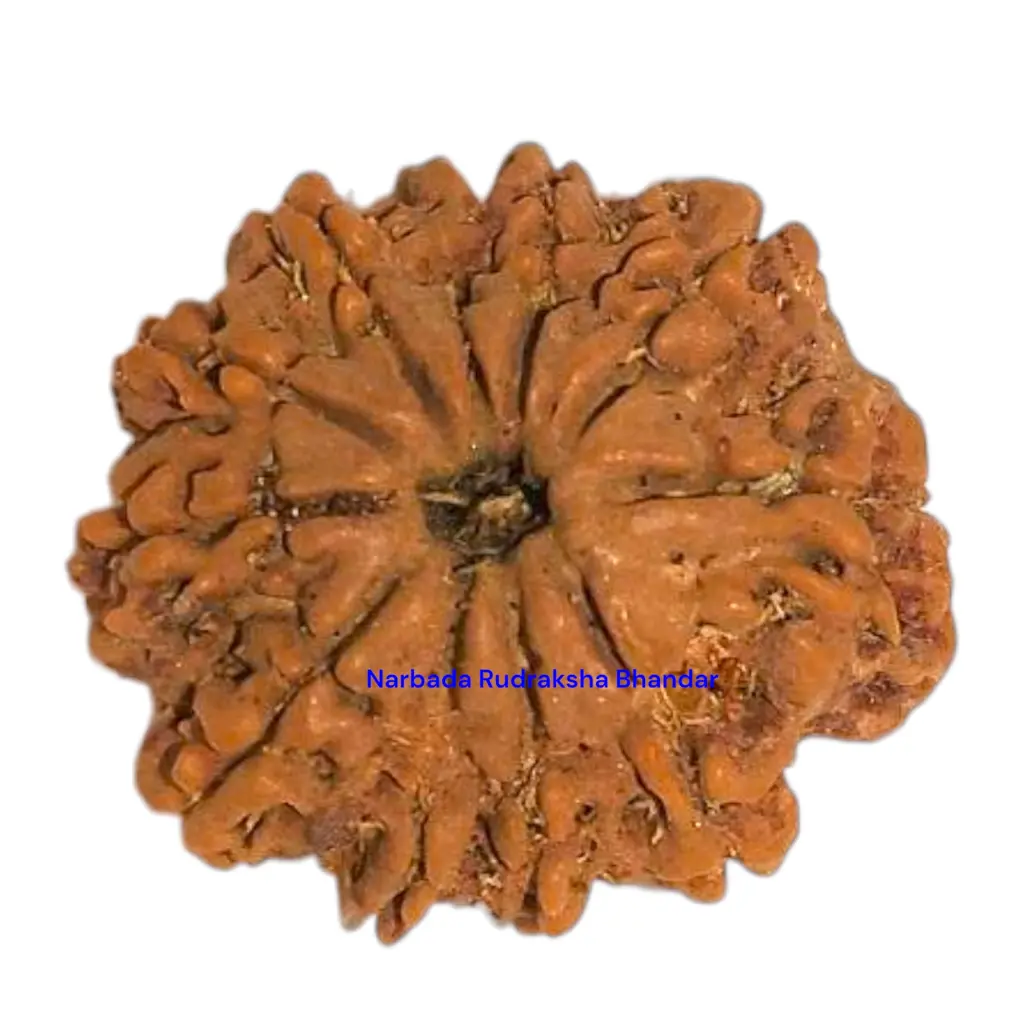 13 Mukhi Rudraksha.webp