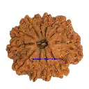 13 Mukhi Rudraksha.webp