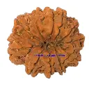 13 Mukhi Rudraksha.webp