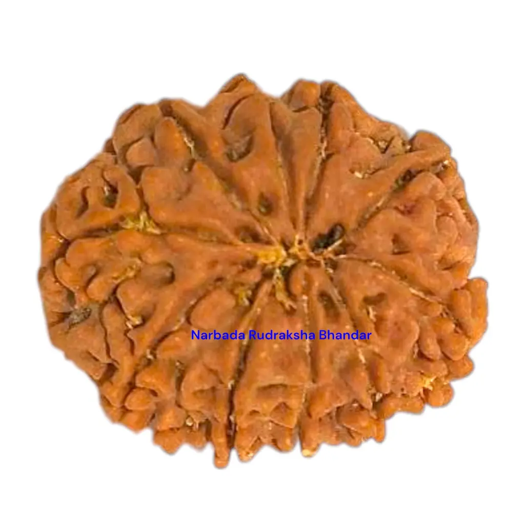 13 Mukhi Rudraksha.webp
