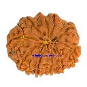 13 Mukhi Rudraksha.webp
