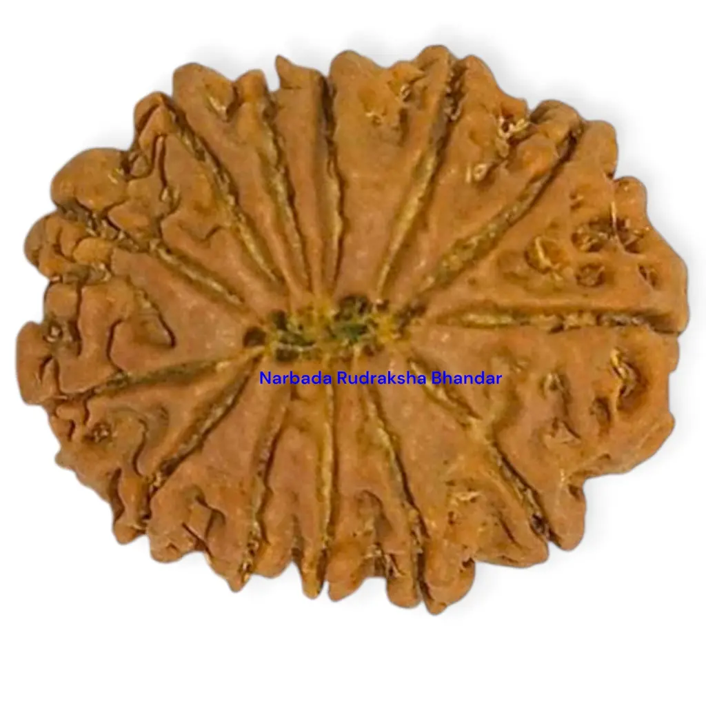 8 Mukhi Rudraksha.webp