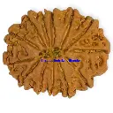 8 Mukhi Rudraksha.webp