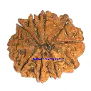 10 mukhi rudraksha.webp