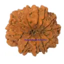 10 mukhi rudraksha.webp