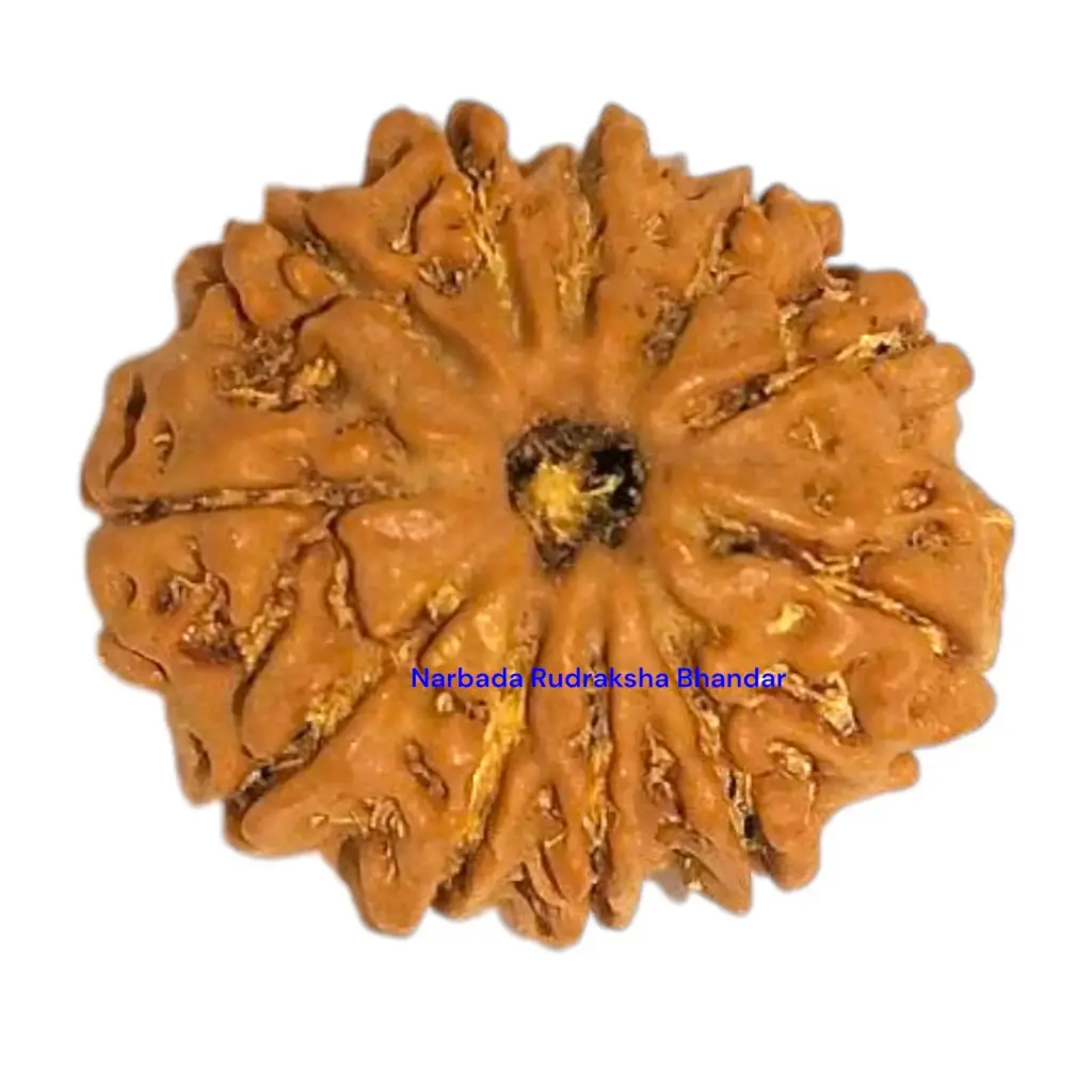11 Mukhi Rudraksha.webp