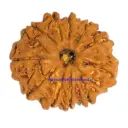 11 Mukhi Rudraksha.webp