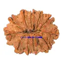 11 Mukhi Rudraksha.webp
