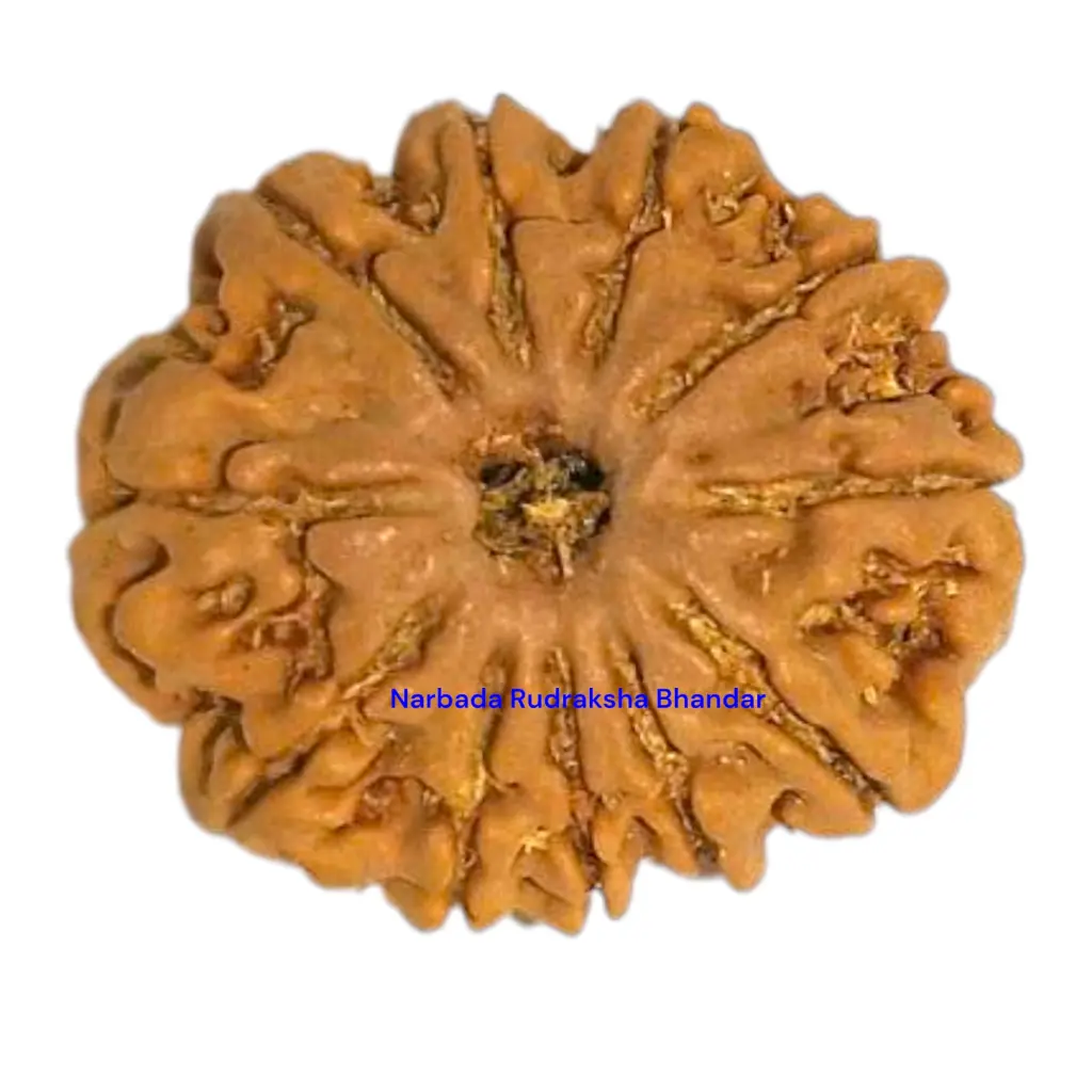 11 Mukhi Rudraksha.webp
