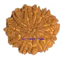 11 Mukhi Rudraksha.webp