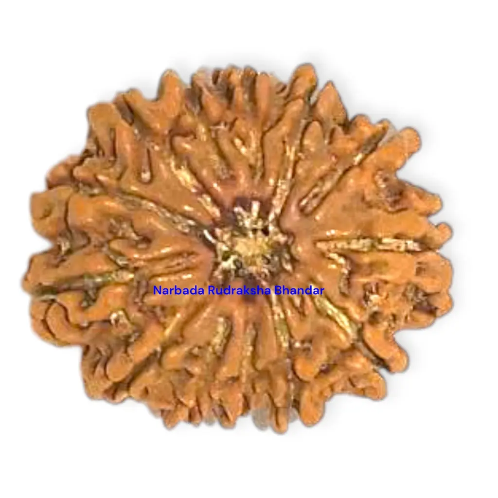 8 Mukhi Rudraksha.webp