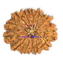 8 Mukhi Rudraksha.webp