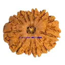12 Mukhi Rudraksha.webp