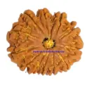 12 Mukhi Rudraksha.webp