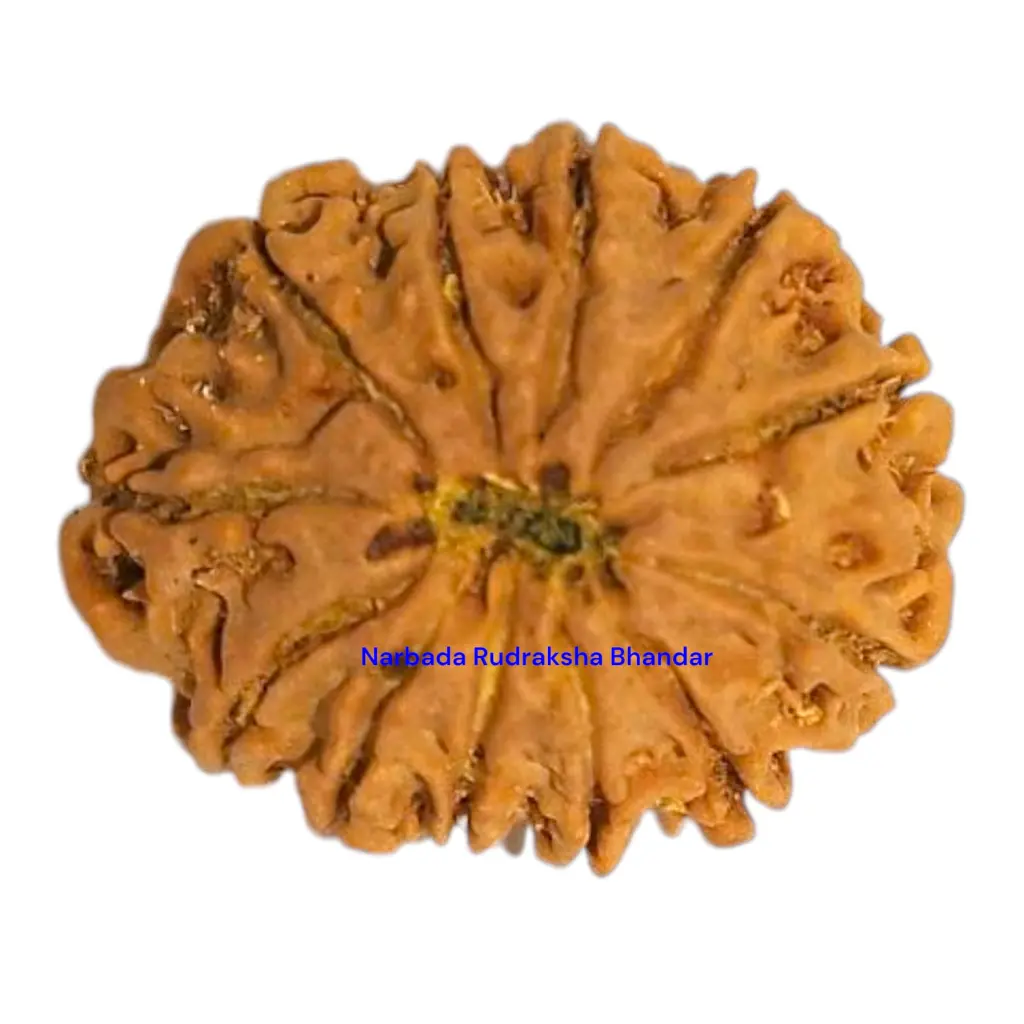 12 Mukhi Rudraksha.webp