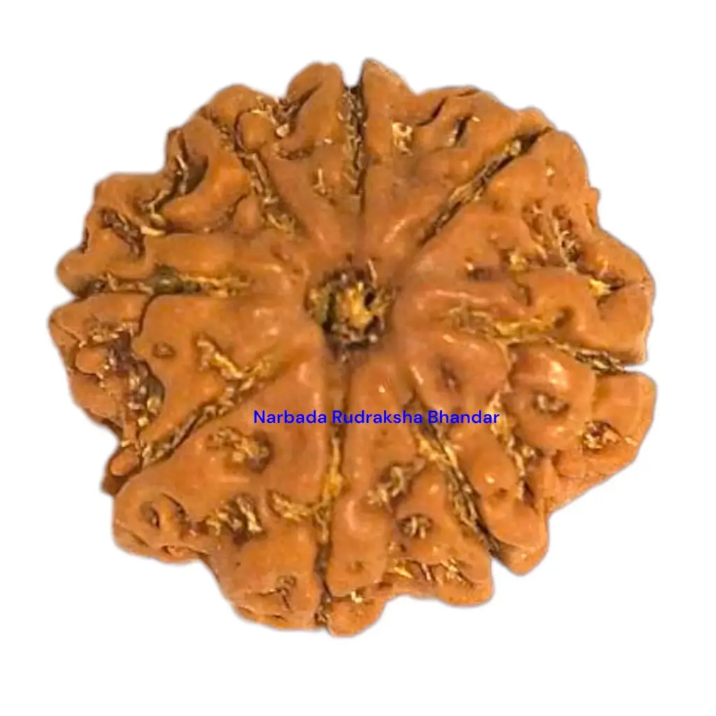 8 Mukhi Rudraksha.webp