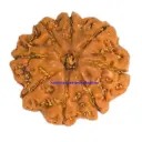 8 Mukhi Rudraksha.webp