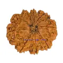 9 Mukhi Rudraksha.webp