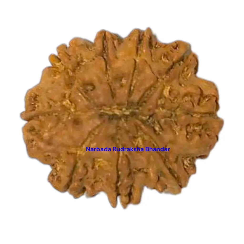 9 Mukhi Rudraksha.webp