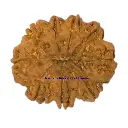 9 Mukhi Rudraksha.webp