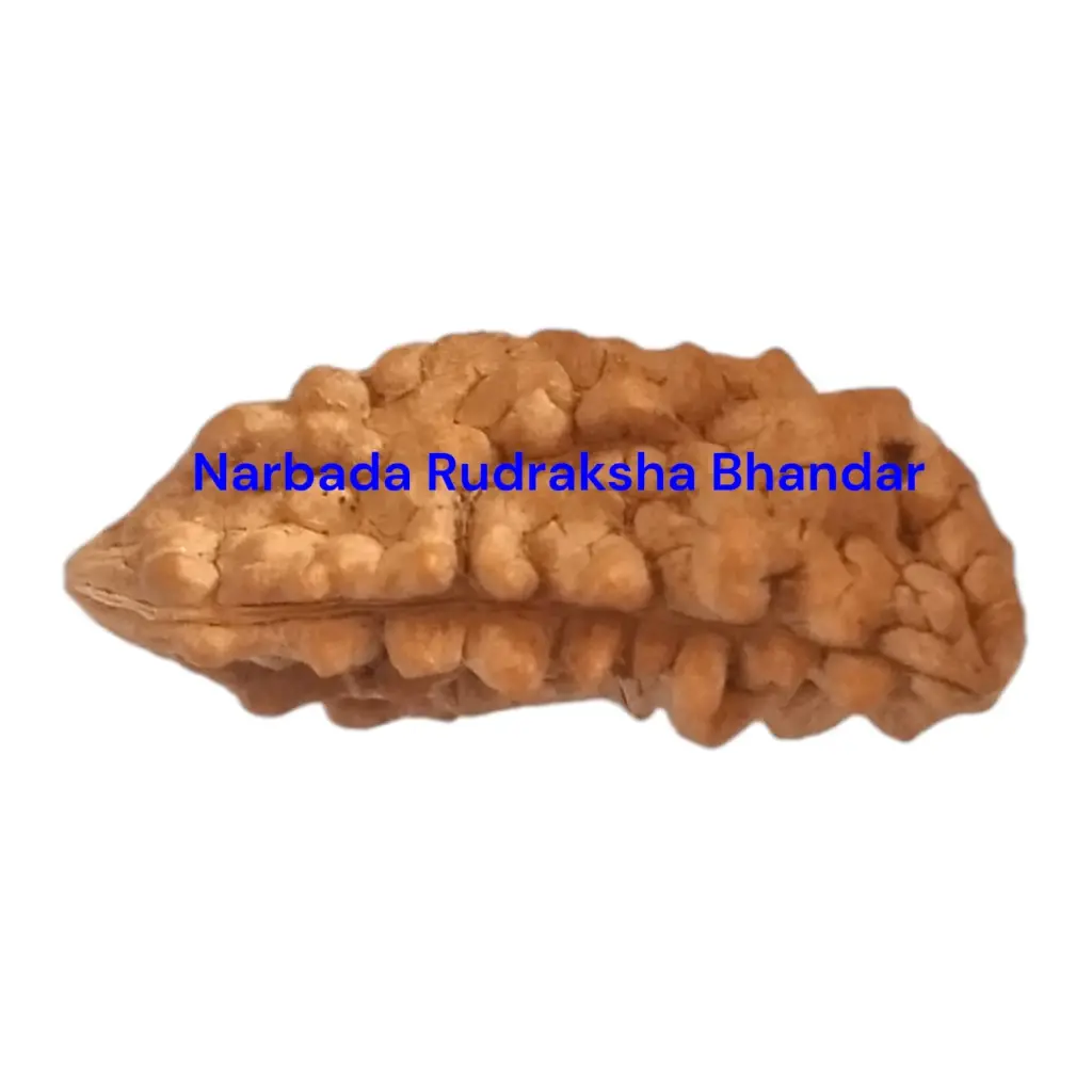 One Mukhi.webp