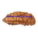 One Mukhi.webp