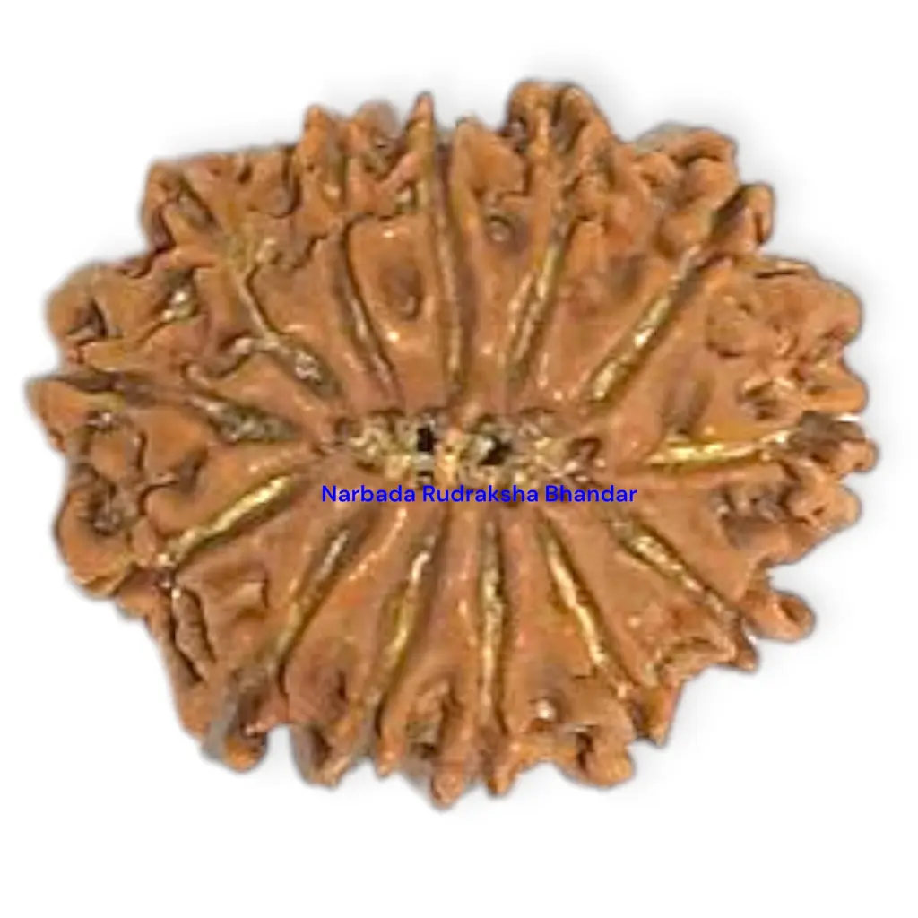 8 Mukhi Rudraksha.webp