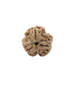 2 Mukhi Regular Bead