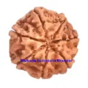 7 Mukhi Rudraksha