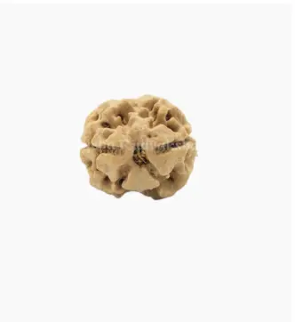 7 Mukhi Rudraksha