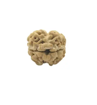 4 Mukhi (Regular) Rudraksha