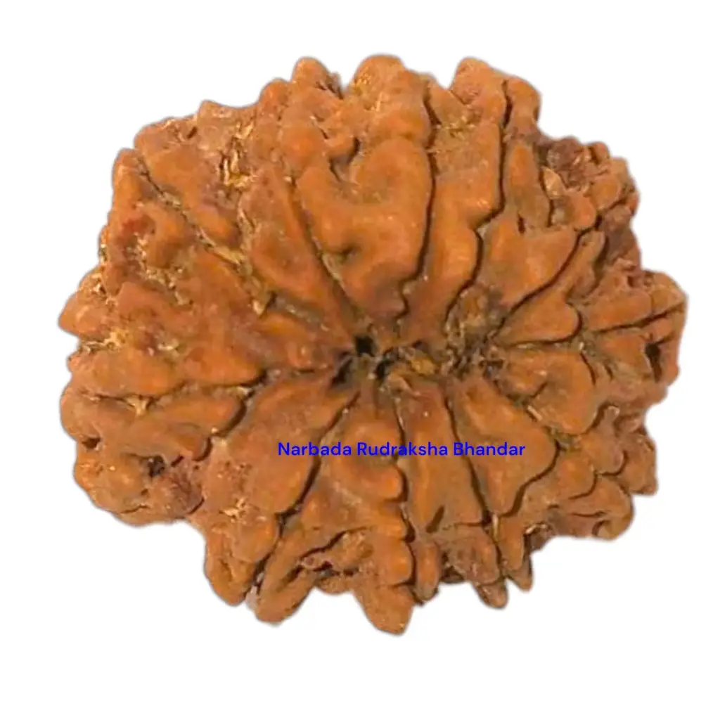 10 Mukhi Rudraksha