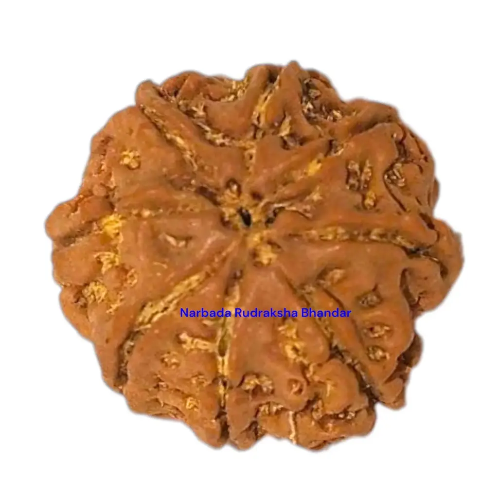 8 Mukhi Rudraksha