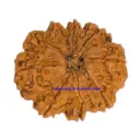8 Mukhi Rudraksha