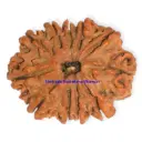 11 Mukhi Rudraksha