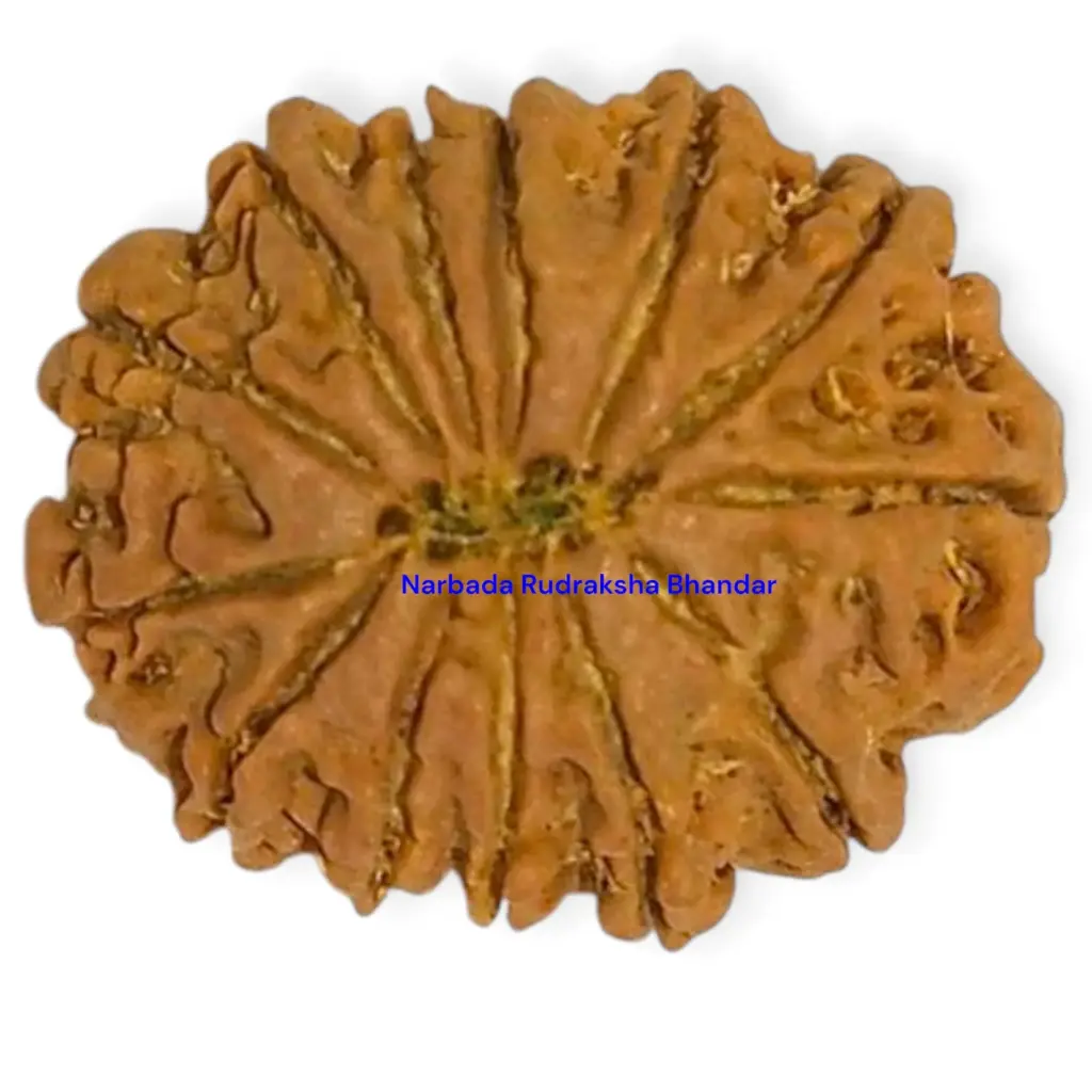 13 Mukhi Rudraksha