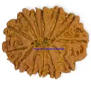 13 Mukhi Rudraksha