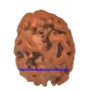 2 Mukhi